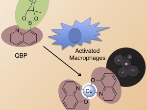 Franz Group Develops a Strategy to Recruit Copper to Kill Pathogens