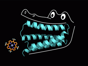 Therien Lab Solving Protein Design Puzzle One Chomp at a Time