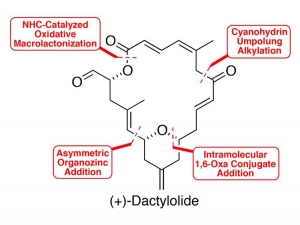 The Hong Lab Reports the Synthesis of (+)-dactylolide in 19 Steps