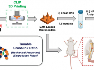 Workflow for fabrication and characterization of 3D-printed, drug-loaded microneedle arrays. 