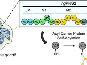 Characterization of Unexpected Self-Acylation Activity of Acyl Carrier Proteins in a Modular Type I Apicomplexan Polyketide Synthase