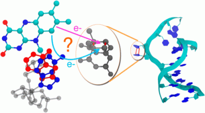 Beratan Group Sheds Light on DNA Repair