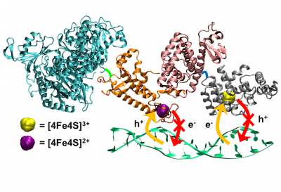 Chem_CellPress_Beratan