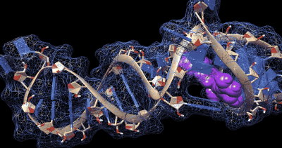 Zafferani COVID RNA